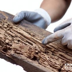 entreprise traitement bois poutre charpente contre insectes xylophages  liege huy arlon charleroi