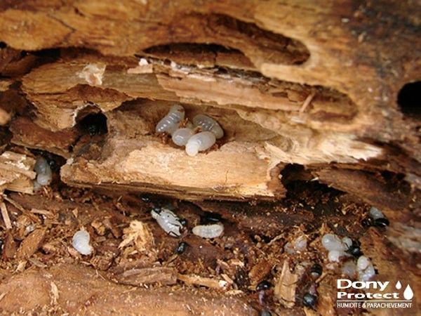 Traitement des insectes présents dans les charpentes - Liège