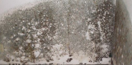 Moisissure présente dans un mur intérieur humide