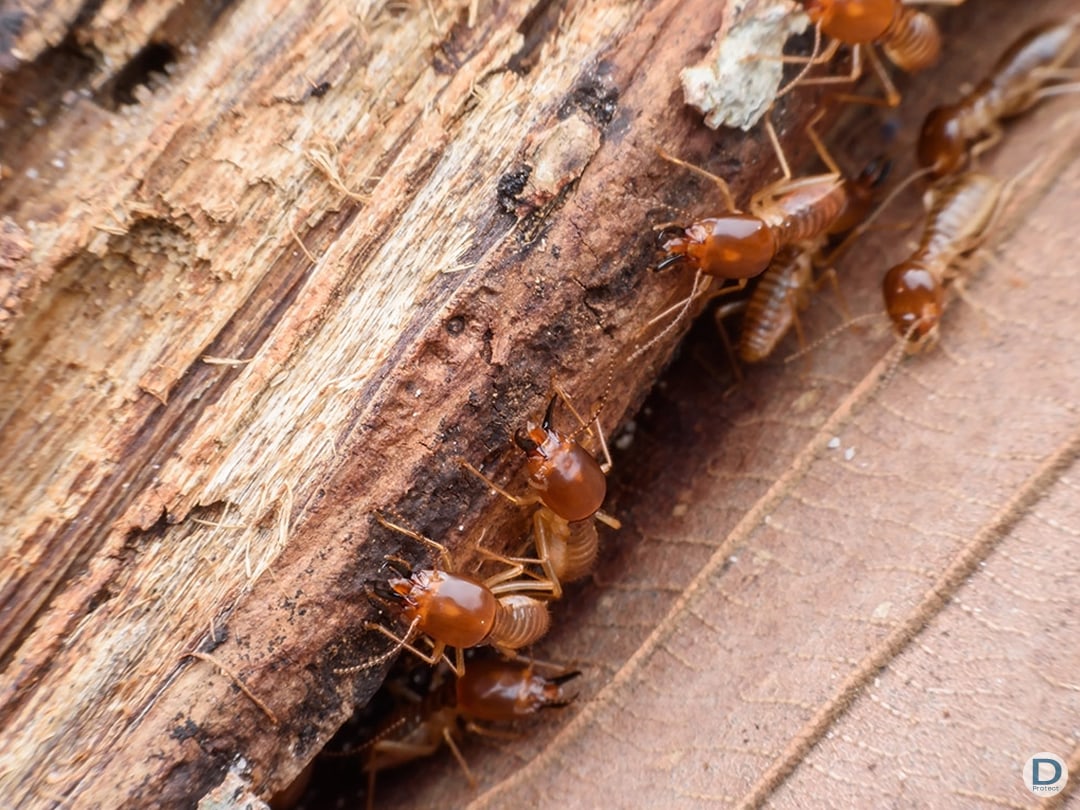 Traitement bois charpente